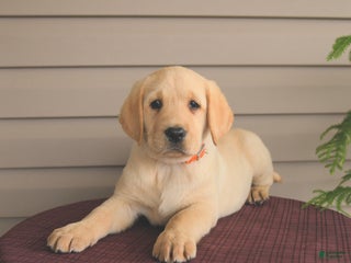 Labrador Retriever dogs Taffy - Ad 36