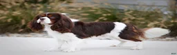 Miniature Bernese Mountain Dog dogs for sale: Liam - Ad 6