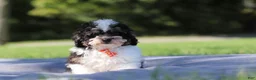 Miniature Poodle dogs for sale: Dawson (AKC) - Ad 4