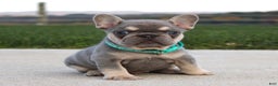 French Bulldog dogs for sale: Arie - Ad 5