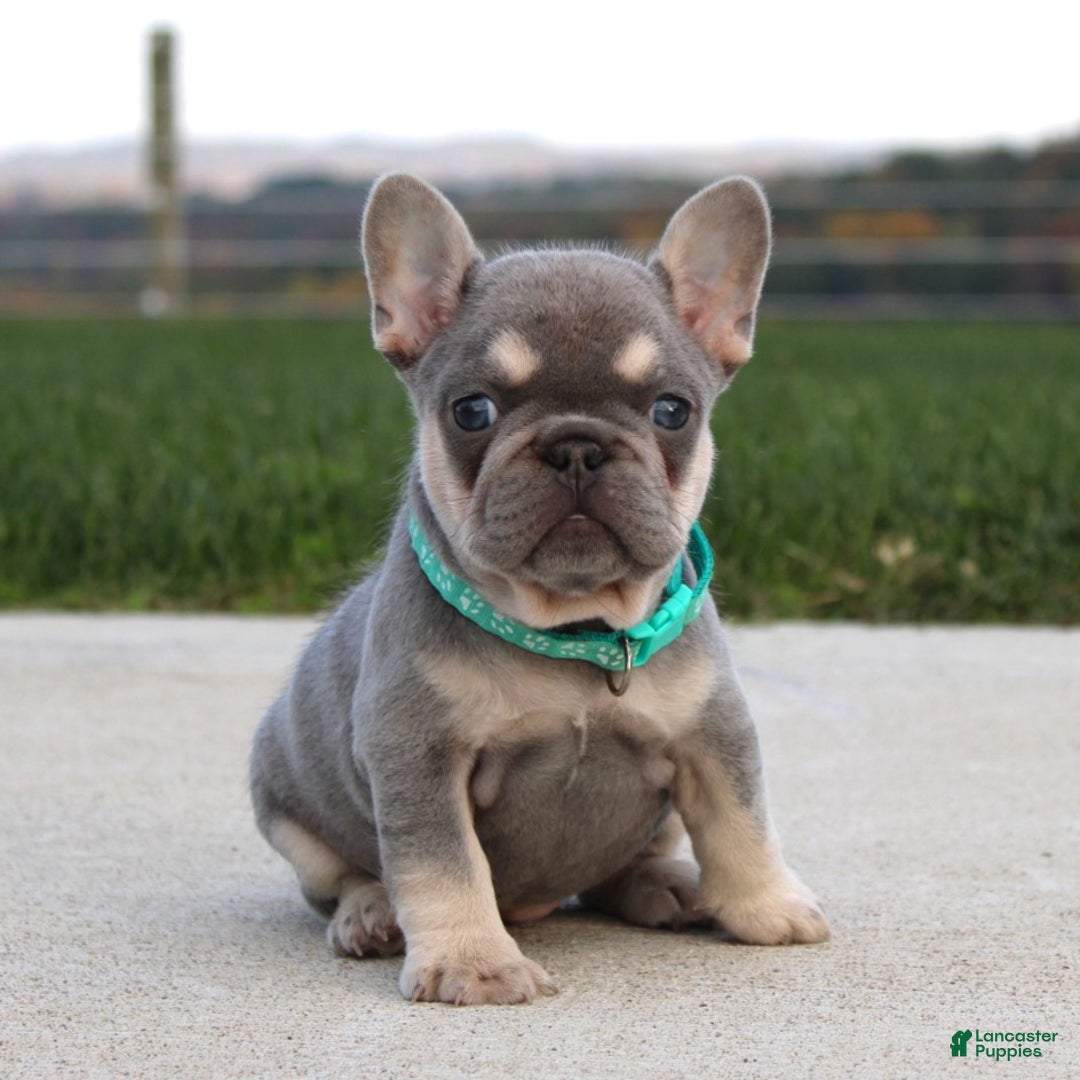 French Bulldog dogs for sale: Arie - Ad 5