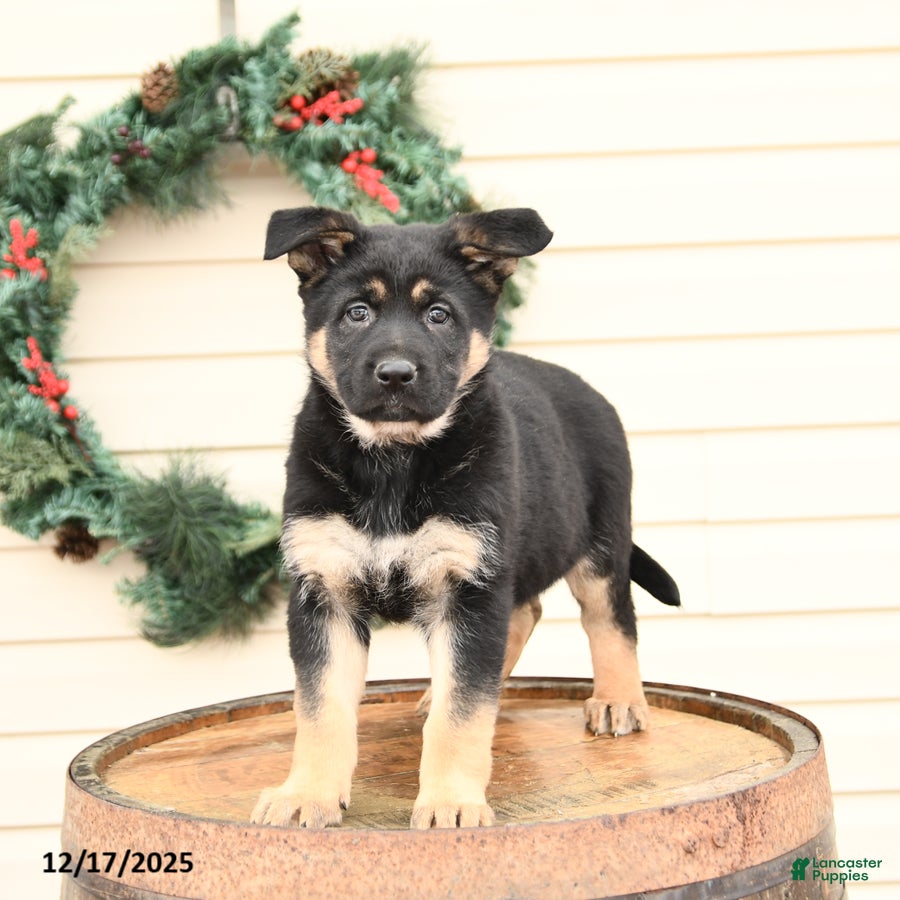 German Shepherd dogs for sale: Buttercup - Ad 2