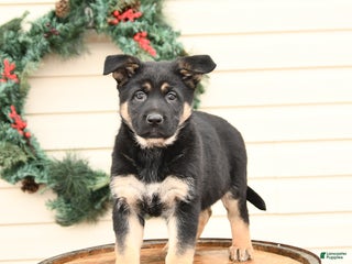 German Shepherd dogs for sale: Buttercup - Ad 2
