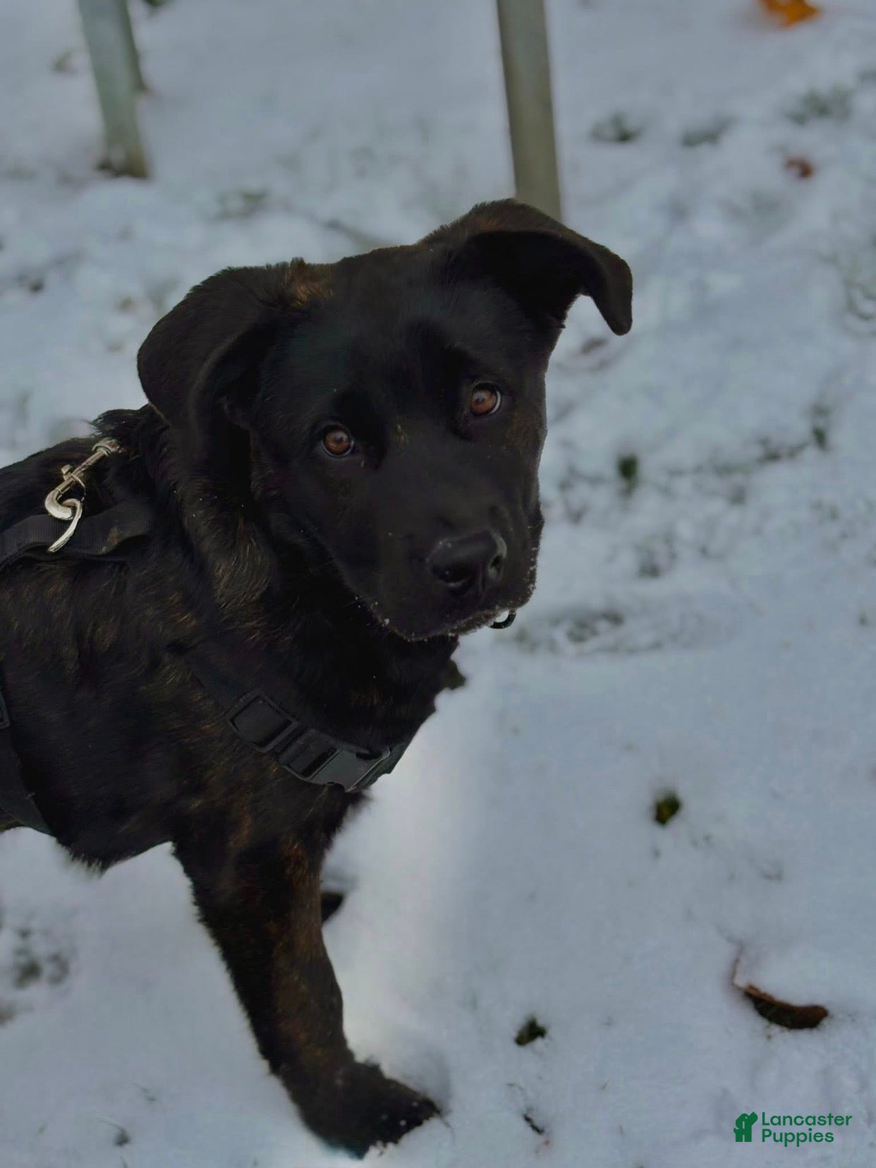 Mixed Breed dogs Mixed Breed Puppy 1 - Ad 11