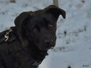 Mixed Breed dogs Mixed Breed Puppy 1 - Ad 31