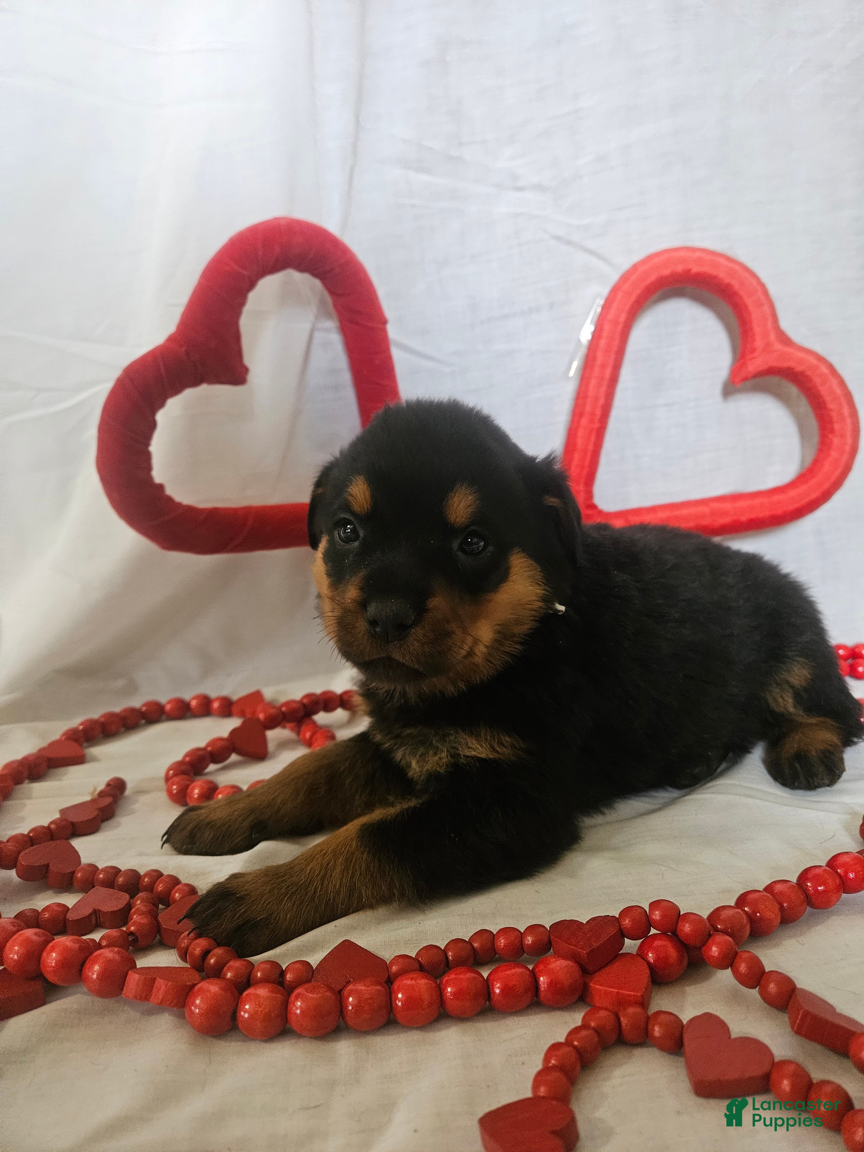 Rottweiler dogs Opal - Ad 19