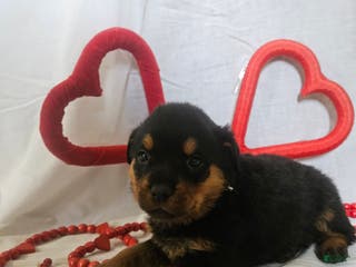 Rottweiler dogs Opal - Ad 19