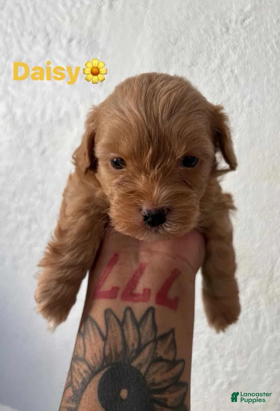 Shihpoo dogs for sale: Daisy - Ad 1