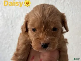 Shihpoo dogs for sale: Daisy - Ad 2