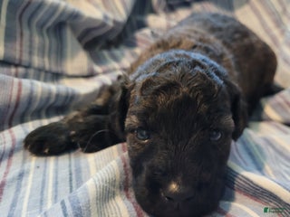 Mixed Breed dogs - Ad 21