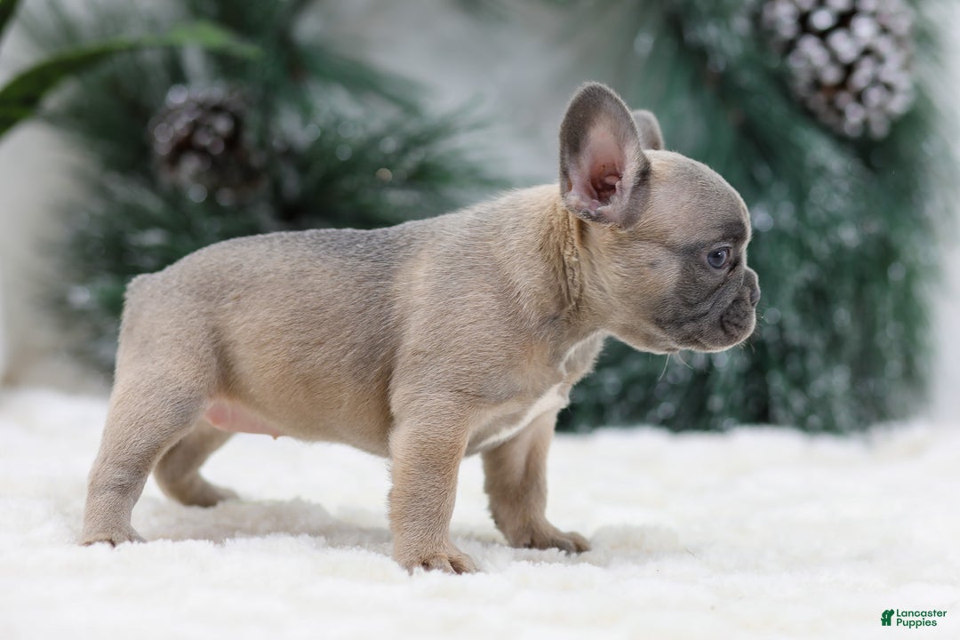 French Bulldog dogs for sale: Hailey - Ad 4