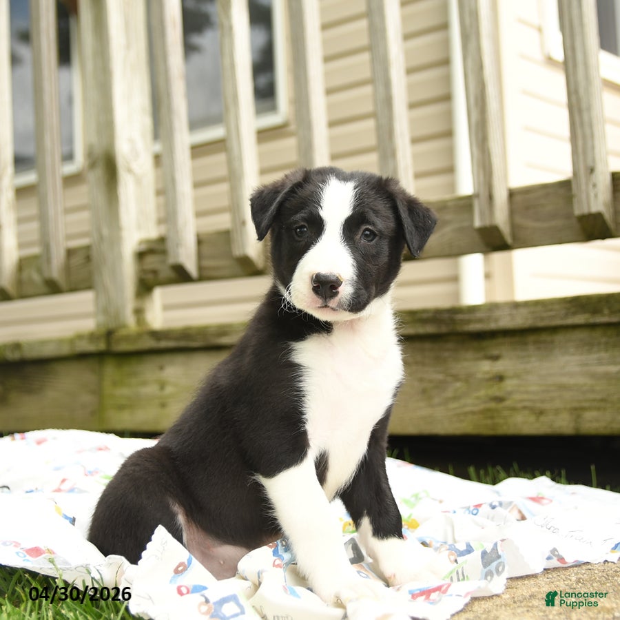 Border Collie dogs Hancock - Ad 2