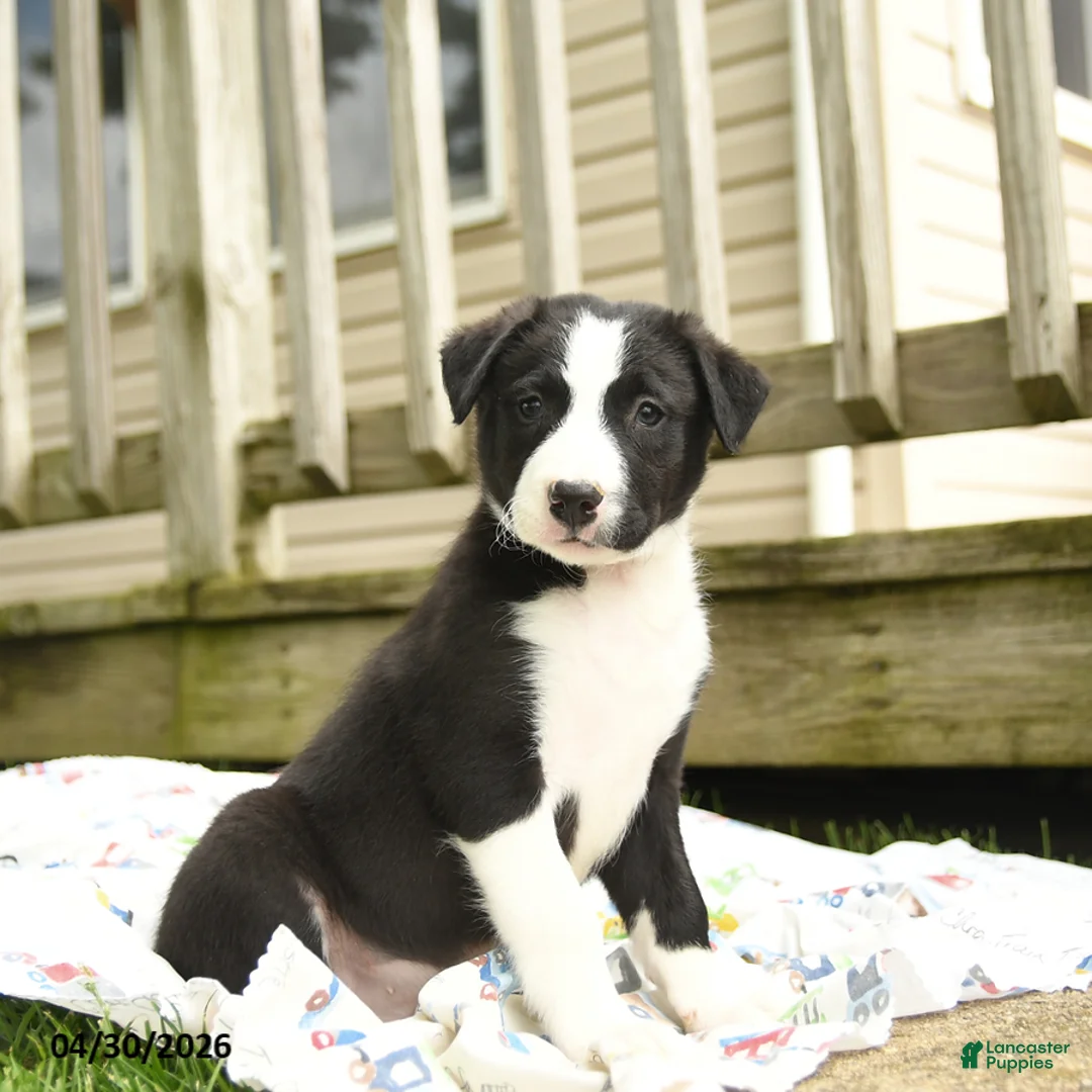 Border Collie dogs for sale: Hancock - Ad 2