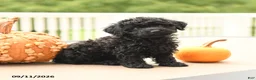 Miniature Poodle dogs for sale: Pepper - Ad 4