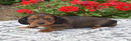 Miniature Dachshund dogs for sale: Nova - Ad 7