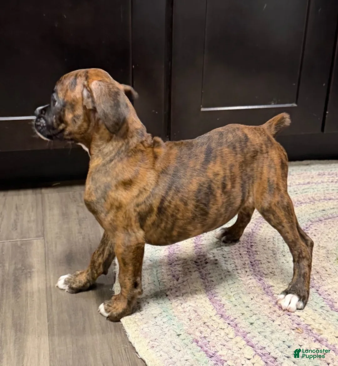 Boxer dogs for sale: Boxer 3 - Ad 1