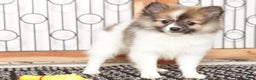 Pomeranian dogs for sale: Puff - Ad 2