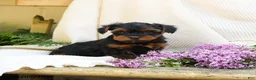 Yorkshire Terrier dogs for sale: Turner - Ad 4