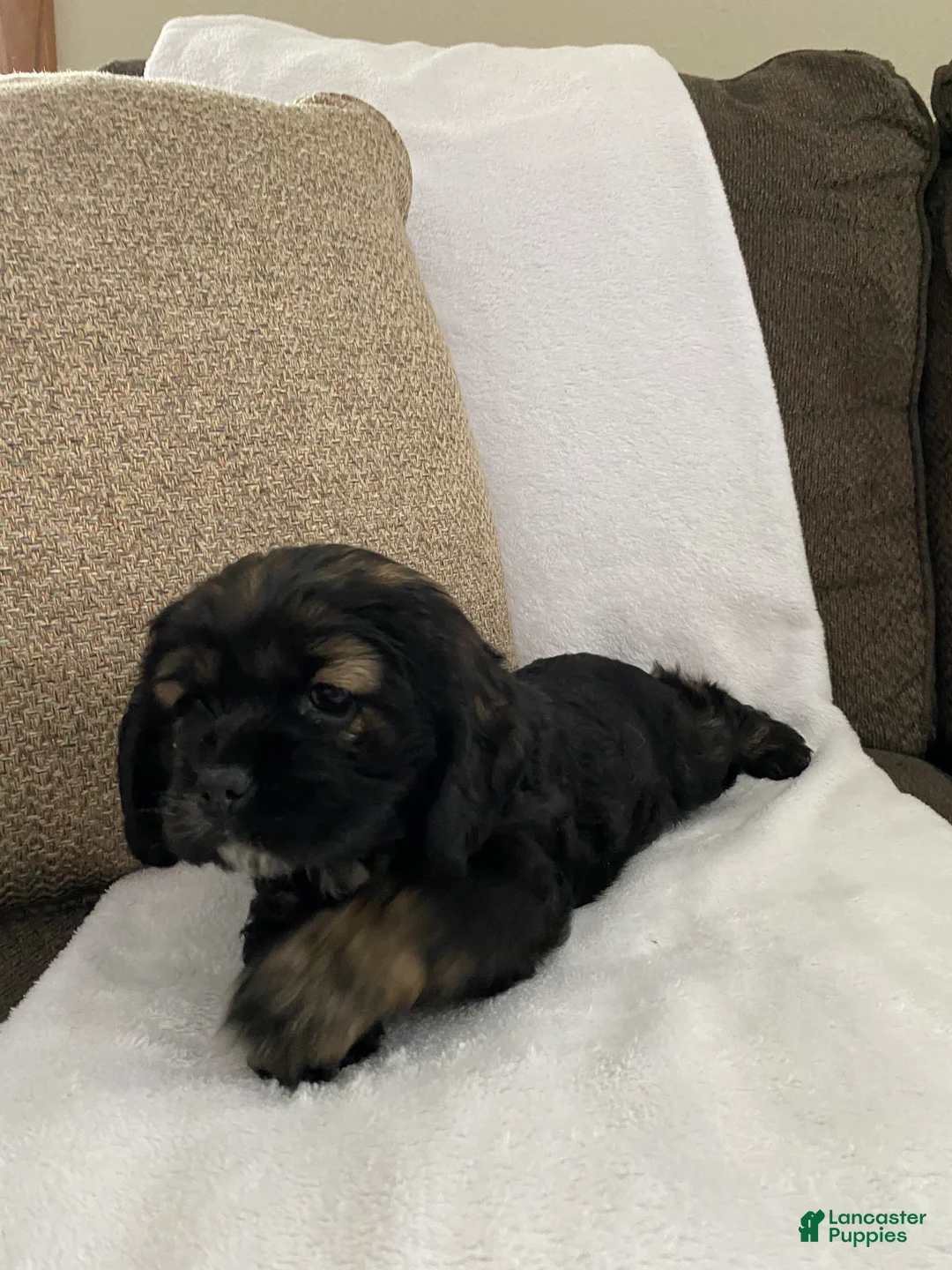 Cocker Spaniel dogs for sale: Tabby  - Ad 6