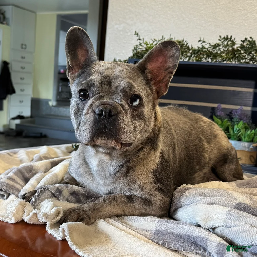 French Bulldog dogs for sale: Caitlyn - Ad 4