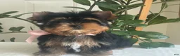 Yorkshire Terrier dogs for sale: Baby Paige - Ad 10