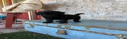 Miniature Labradoodle dogs for sale: Bandit  - Ad 4