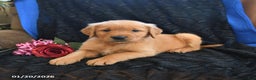 Golden Retriever dogs for sale: Jorden - Ad 2