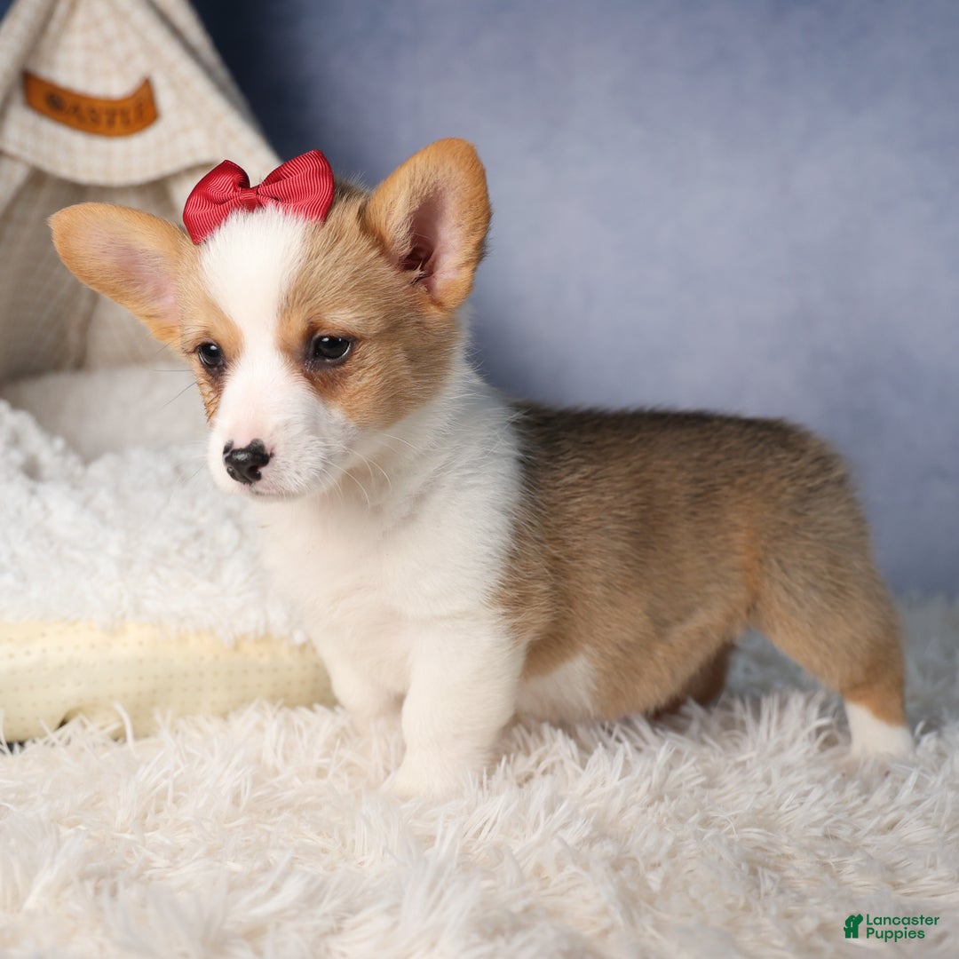 Welsh Corgi Pembroke dogs for sale: Dolly - Ad 9
