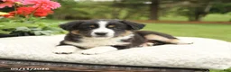 Miniature Australian Shepherd dogs for sale: Sheldon - Ad 3