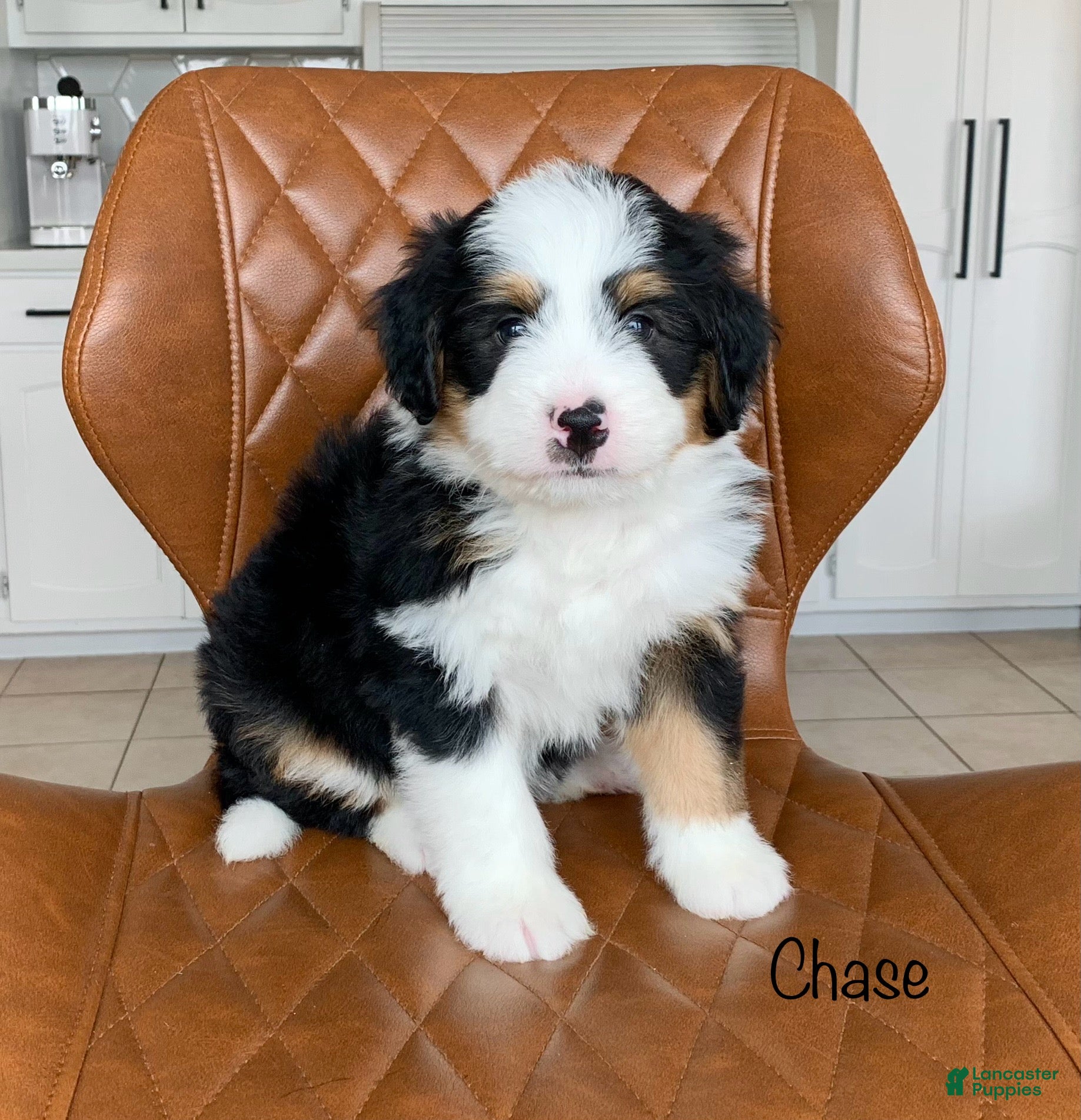 Bernedoodle dogs Chase - Ad 1