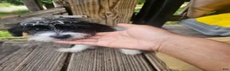 Mixed Breed dogs for sale: Mixed Breed 1 - Ad 6