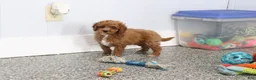 Mini Goldendoodle dogs for sale: Zeke - Ad 4