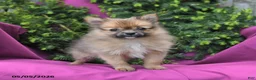 Pomeranian dogs for sale: Tinker Extra Small - Ad 3