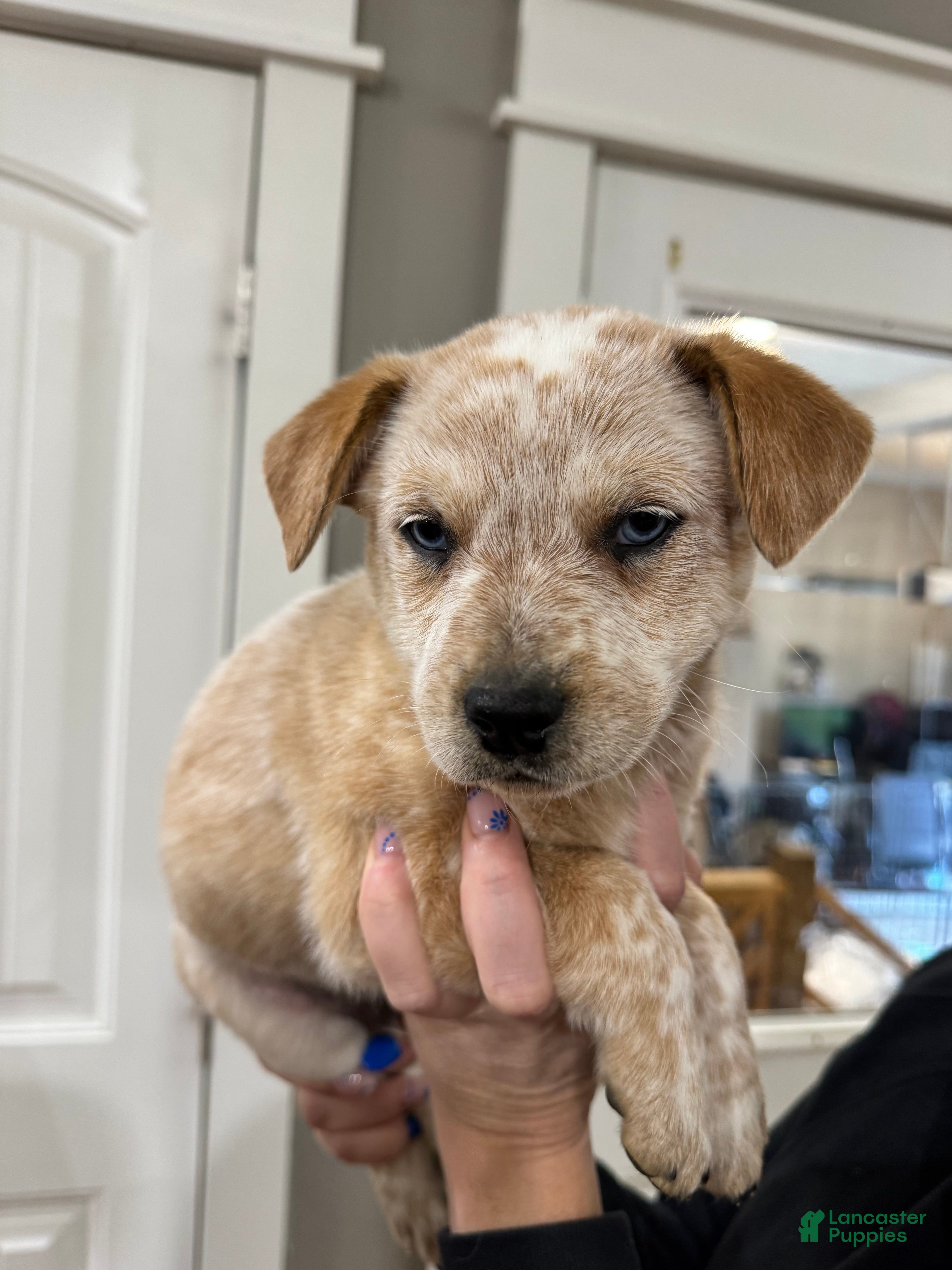 Australian Cattle Dog dogs Red Male (Dark Blue - Freckles) - Ad 1