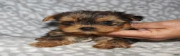 Miniature Dachshund dogs for sale: Coral - Ad 6