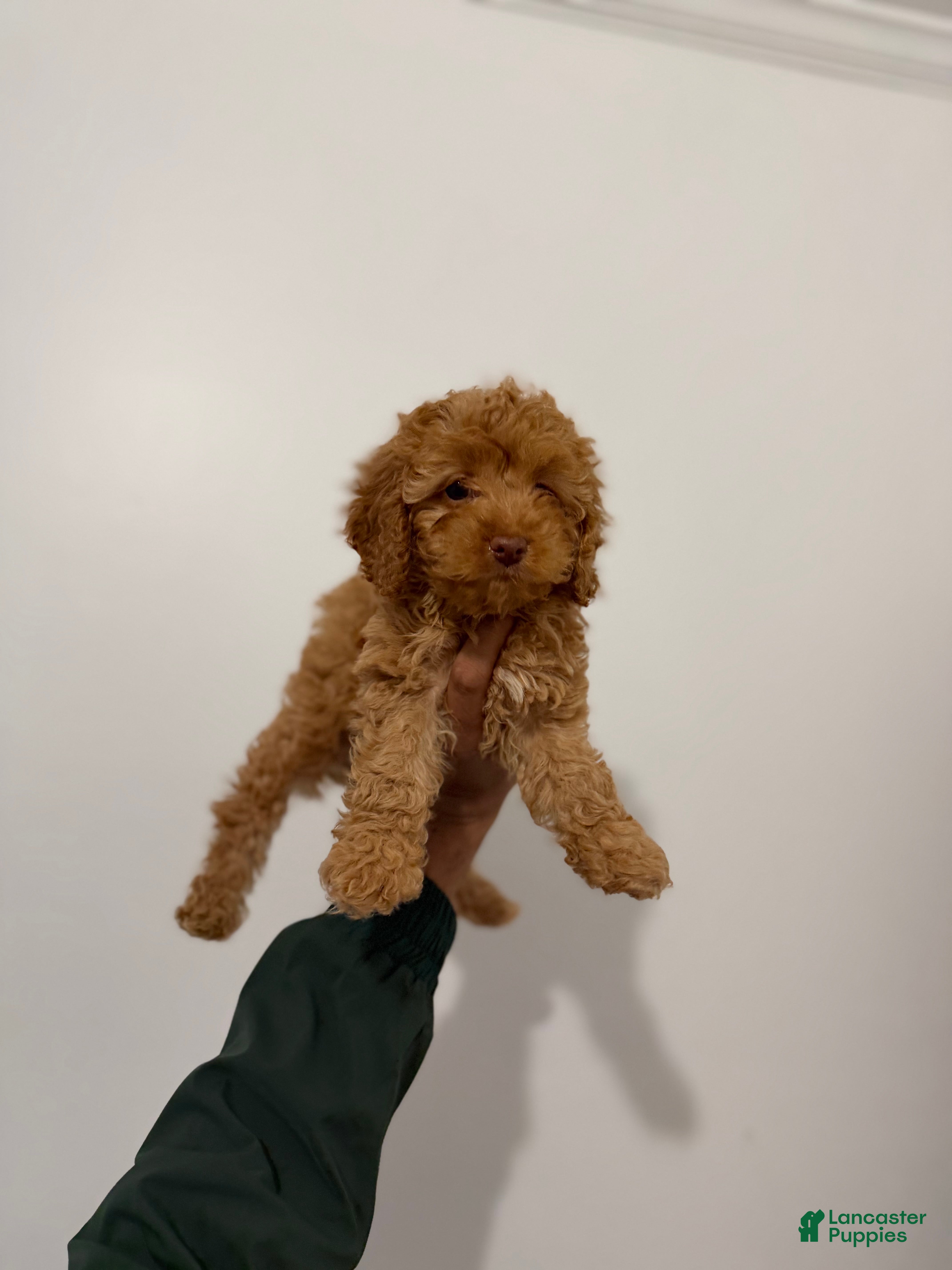 Toy Poodle dogs Dream - Ad 27
