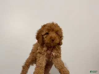 Toy Poodle dogs Dream - Ad 27