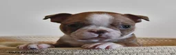 Boston Terrier dogs for sale: Barney - Ad 4