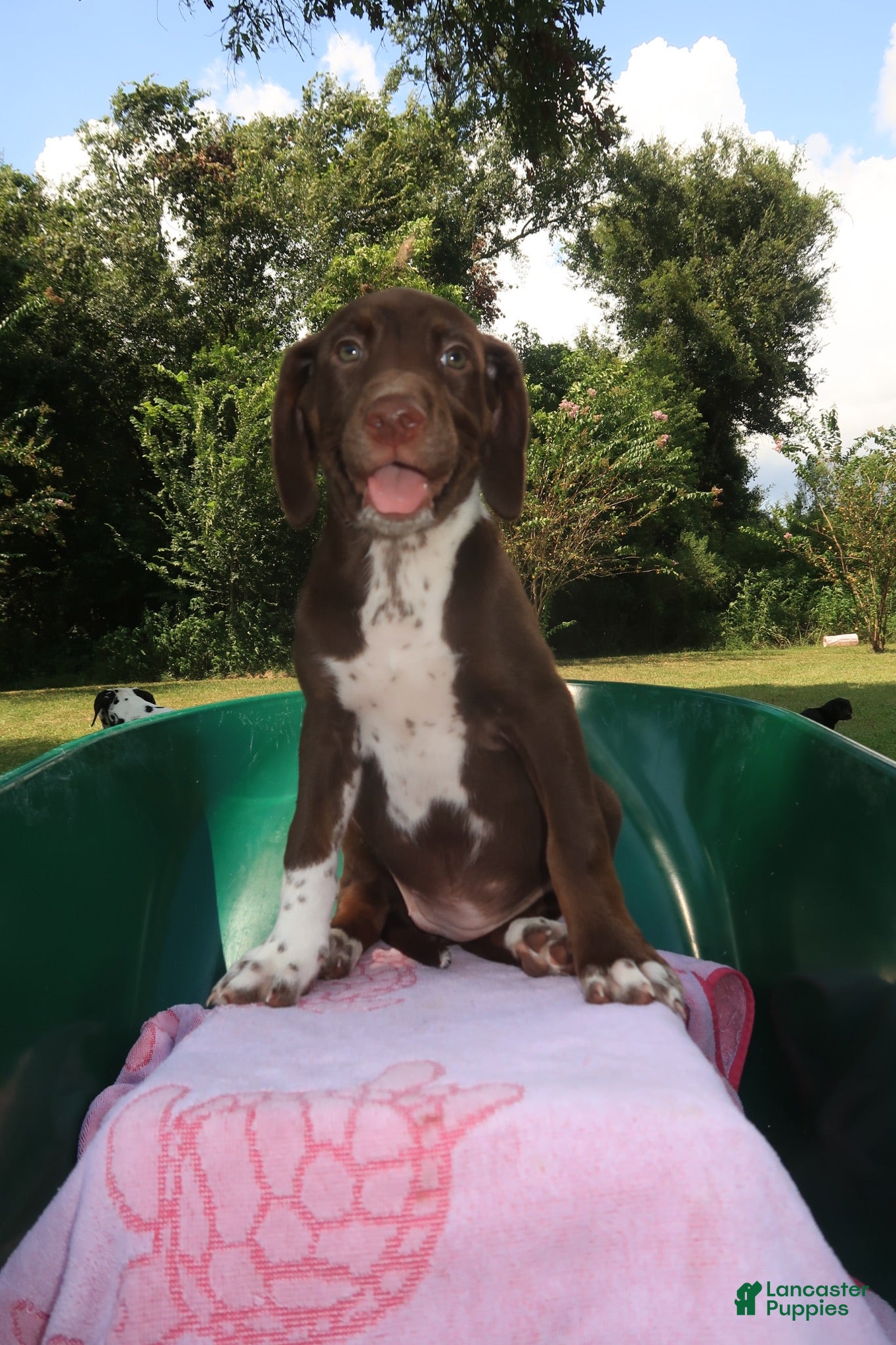 Mixed Breed dogs Brown Sugar - Ad 2