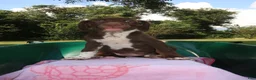 Mixed Breed dogs for sale: Brown Sugar - Ad 2