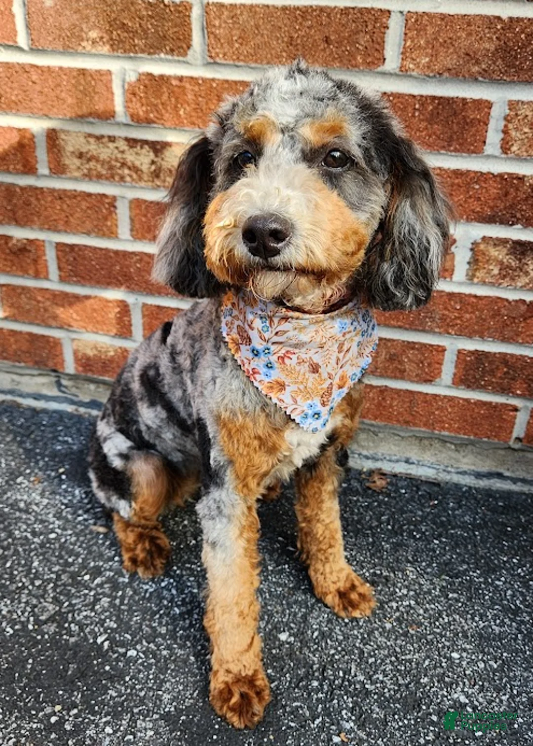 Mini Bernedoodle dogs for sale: CALLIE - MINI BERNEDOODLE LOVELY PUPPY (RICHLAND, PA) - F1BB. - Ad 7