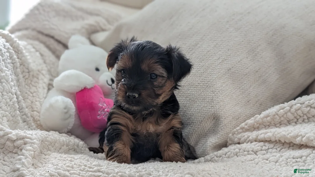 Yorkshire Terrier dogs for sale: Ariel - Ad 6