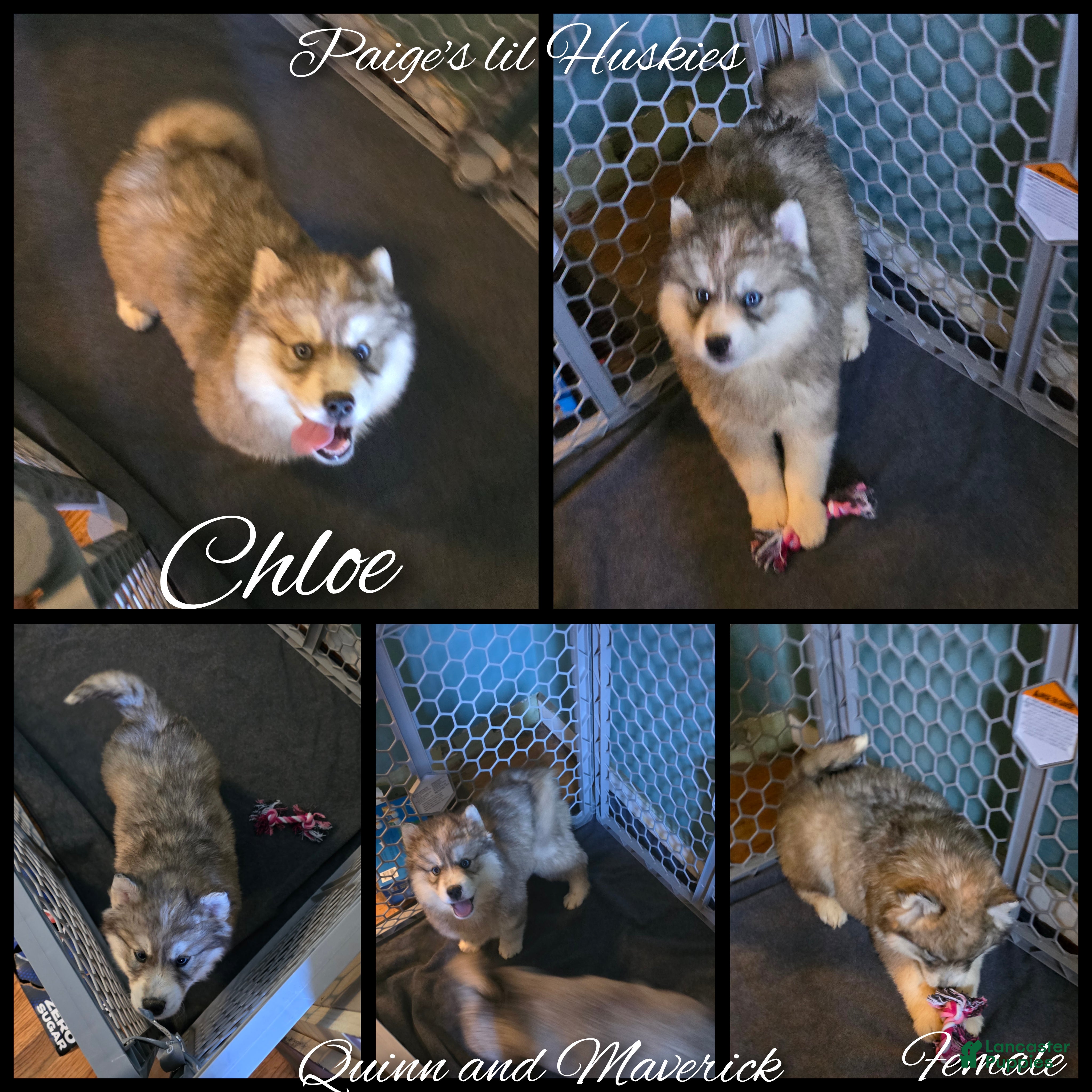 Siberian Husky dogs Chloe  - Ad 1