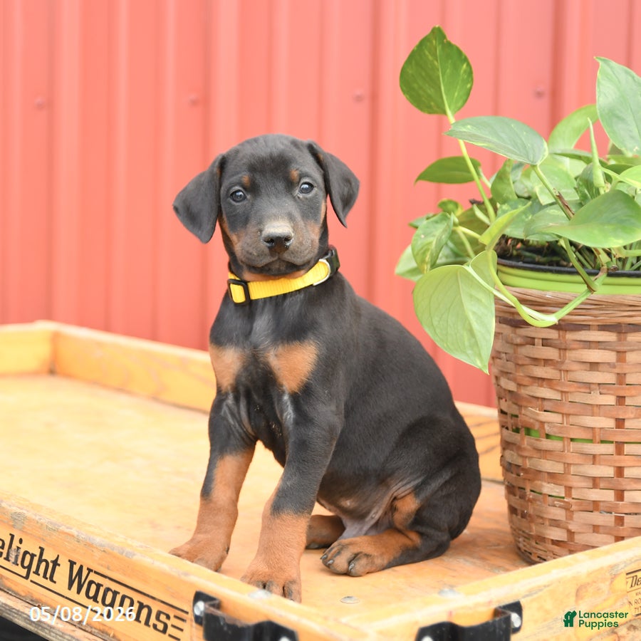 Doberman Pinscher dogs Rocket - Ad 2