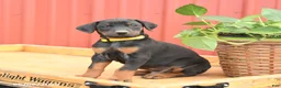 Doberman Pinscher dogs for sale: Rocket - Ad 2