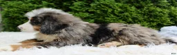 Bernedoodle dogs for sale: Zach - Ad 5