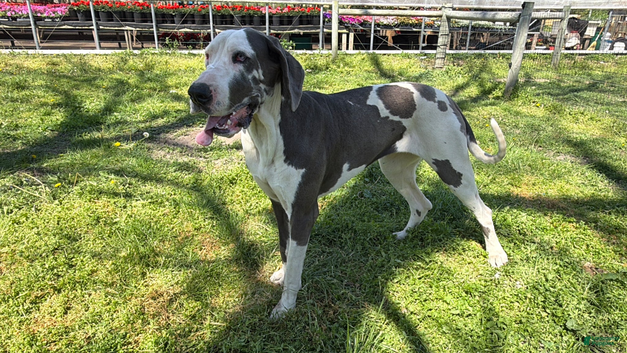 Great Dane dogs Evelyn - Ad 1