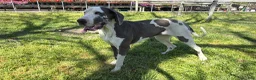 Great Dane dogs for sale: Evelyn - Ad 1