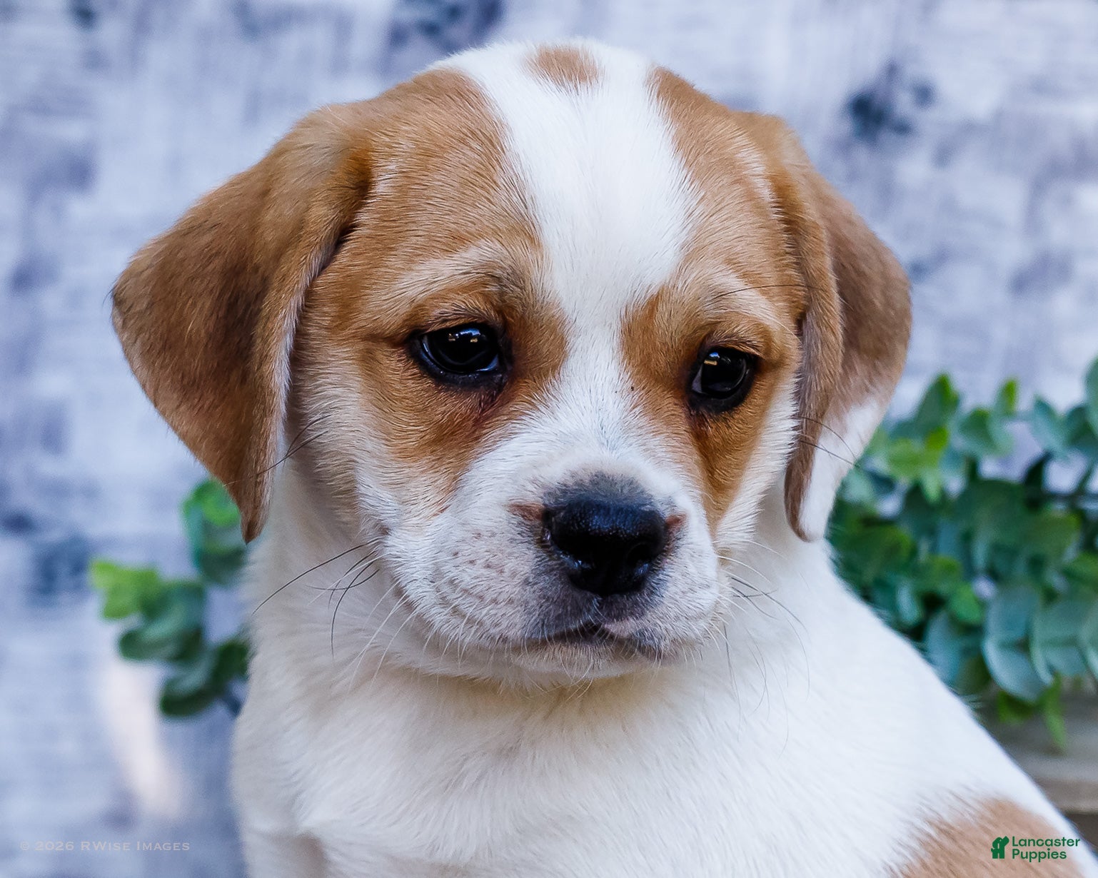 Puggle dogs Chester - Ad 2