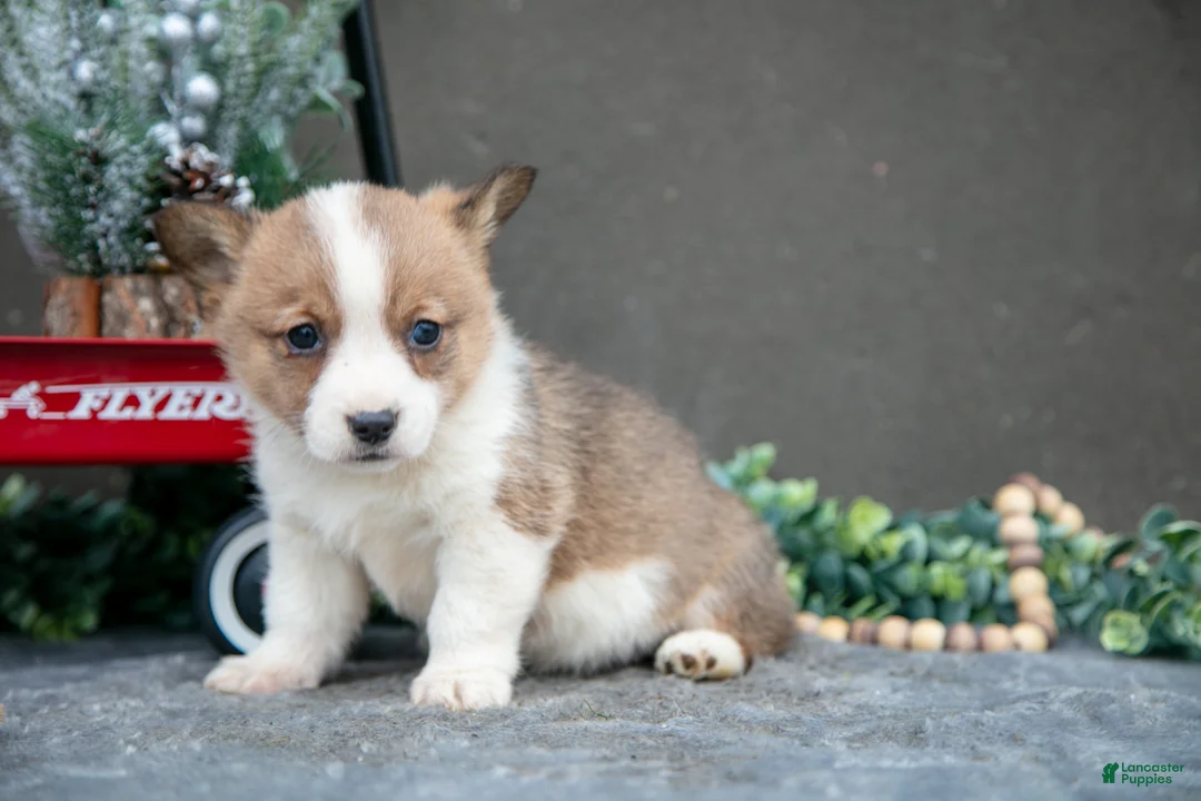 Welsh Corgi Pembroke dogs for sale: Cassidy - Ad 3
